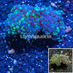 LiveAquaria® Cultured Hammer Coral (click for more detail)