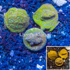 LiveAquaria® Three Pack Cultured Leptoseris Coral (click for more detail)