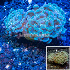 LiveAquaria® Cultured Hammer Coral (click for more detail)