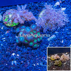 LiveAquaria® Three Pack Cultured Pineapple Tree, Xenia and Zoanthus Coral (click for more detail)