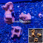 LiveAquaria® Three Pack Cultured Blue Ridge Coral (click for more detail)