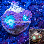 LiveAquaria® Cultured Blastomussa Coral (click for more detail)