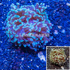 LiveAquaria® Cultured Hammer Coral (click for more detail)