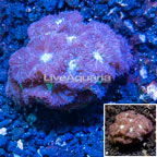 LiveAquaria® Cultured Blastomussa Coral (click for more detail)