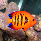 Flame Angelfish (click for more detail)