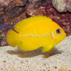 Lemon Peel Angelfish (click for more detail)