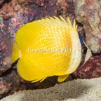 Orange Butterflyfish (click for more detail)