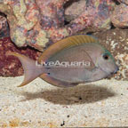 Lavender Tang (click for more detail)
