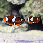 Sanjay Black Photon F2 Misbar Clownfish (Bonded Pair) (click for more detail)