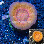 Scolymia Coral Australia (click for more detail)