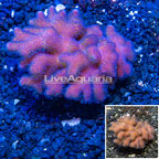 LiveAquaria® XL Cultured Stylophora Coral (click for more detail)