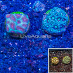 LiveAquaria® Two Pack Cultured Favia Brain Coral (click for more detail)