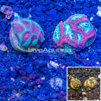 LiveAquaria® Two Pack Cultured Favia Brain Coral (click for more detail)