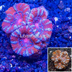 LiveAquaria® Cultured Micromussa Coral (click for more detail)