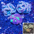LiveAquaria® Three Pack Cultured Brain Coral Goniastrea (click for more detail)
