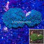 LiveAquaria® Two Pack Cultured Blue Sympodium Coral (click for more detail)