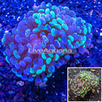 LiveAquaria® Cultured Hammer Coral (click for more detail)