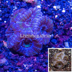LiveAquaria® Cultured Acan Lord Coral (click for more detail)