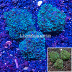 LiveAquaria® Three Pack Cultured Blue Sympodium Coral (click for more detail)