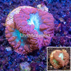 LiveAquaria® Cultured Blastomussa Coral (click for more detail)
