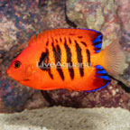 Flame Angelfish (click for more detail)