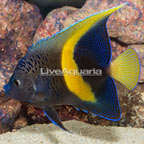 Maculosus Angelfish (click for more detail)