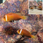 Blackfoot Clownfish, Pair (click for more detail)