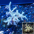 Sinularia Leather Coral Vietnam (click for more detail)