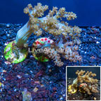 LiveAquaria® Two Pack Cultured Pineapple Tree Coral (click for more detail)