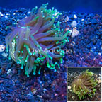 LiveAquaria® Cultured Torch Coral (click for more detail)