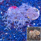 LiveAquaria® Two Pack Cultured Pom Pom Xenia Coral (click for more detail)