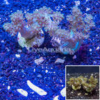 LiveAquaria® Two Pack Cultured Pineapple Tree Coral (click for more detail)
