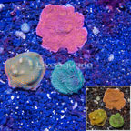 LiveAquaria® Three Pack Cultured Montipora Coral (click for more detail)