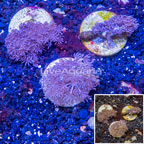LiveAquaria® Three Pack Cultured Pom Pom Xenia Coral (click for more detail)