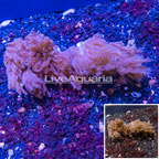 LiveAquaria® Two Pack Cultured Anthelia Coral (click for more detail)
