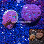 LiveAquaria® Two Pack Cultured Blastomussa Coral (click for more detail)