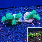 LiveAquaria® Two Pack Cultured Stylophora Coral (click for more detail)