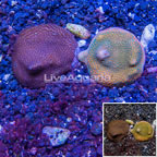 LiveAquaria® Two Pack Cultured Montipora Coral (click for more detail)