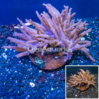 Tree Coral Indonesia (click for more detail)