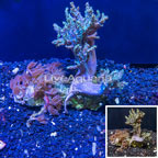 Sinularia Coral & Anthelia Waving Hand Coral, Assorted Combo Rock Vietnam (click for more detail)