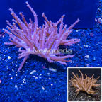 Tree Coral Indonesia (click for more detail)