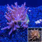 Tree Coral Indonesia (click for more detail)