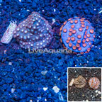 LiveAquaria® Two Pack Cultured Cyphastrea Frag (click for more detail)