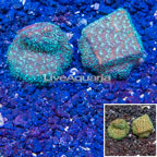 LiveAquaria® Two Pack Cultured Leptoseris Coral (click for more detail)
