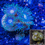 LiveAquaria® Cultured Ultra Duncan Coral (click for more detail)