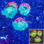 LiveAquaria® Three Pack Cultured Green Cabbage Leather Coral (click for more detail)