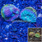 LiveAquaria® Cultured Ultra Chalice Coral (click for more detail)