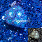 LiveAquaria® Cultured Blastomussa Coral (click for more detail)