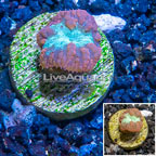 LiveAquaria® Cultured Blastomussa Coral (click for more detail)