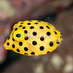 Cubicus Boxfish EXPERT ONLY (click for more detail)